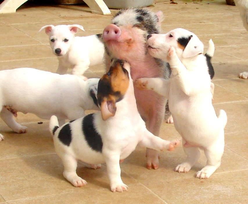 Pig funny photo: Cute funny animal dog pictures (go vegan cruelty free MeatVideo.com) pig bacon 260556_649133828446451_215441480_n_zps21b427b0.jpg