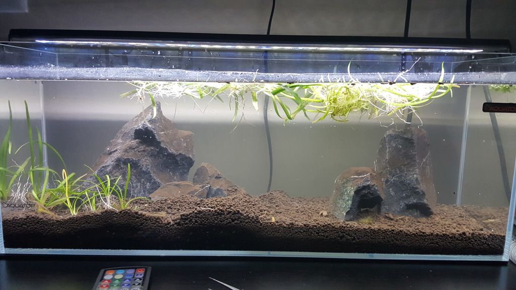 Aquatop 6 gallon Bookshelf Aquarium The Planted Tank Forum