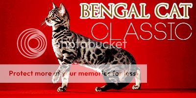 bengal cat lottery maslane pf